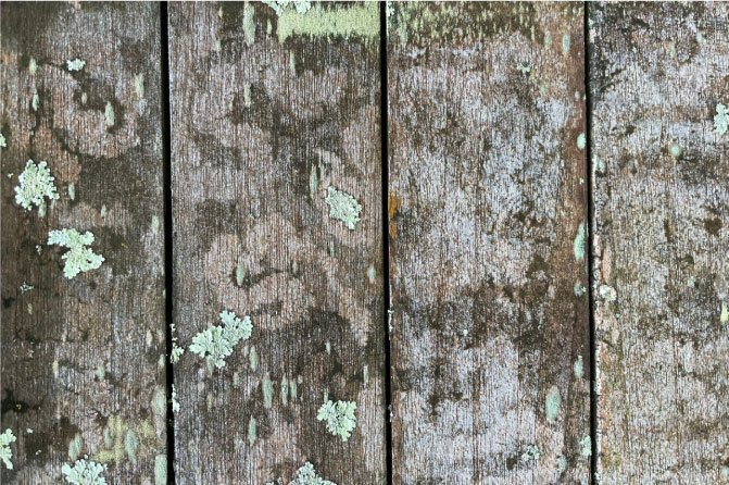 Madera sin proteger, agrisada y con hongos